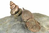 Rare, Pelagic Trilobite (Cyclopyge) With Snail - Huge Eyes #376899-5